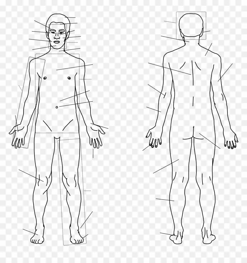 Схема человека. Тело человека схема. Человек рисунок. Тело человека туловище. Изображение туловища человека.