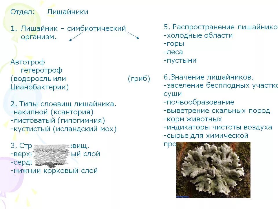 Лишайники и животные общие признаки. Отдел лишайники строение классификация. Царство грибы отдел лишайники. Отдел лишайники строение таллома. Отдел лишайники общая характеристика.