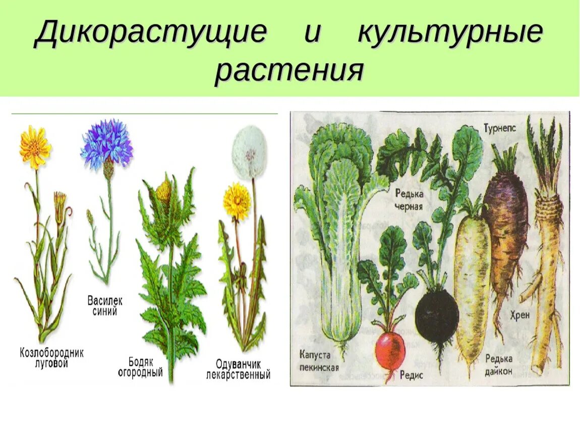 Распределите культурные растения по группам. Дикорастущие и культурные растения. Травы дикорастущие и культурные. Цветы дикорастущие и культурные. Дикорастущие растения примеры.