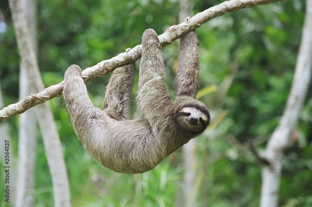 Three-Toed Sloth Sloth, Three toed sloth, Sloth photos