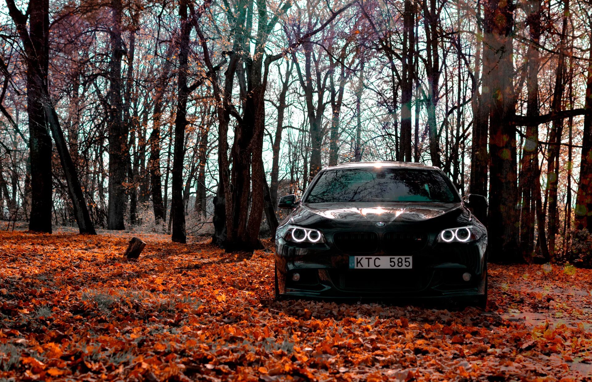 Фотосессия в осеннем лесу - BMW 1 series Coupe (E82), 3 л, 2011 года фотография 