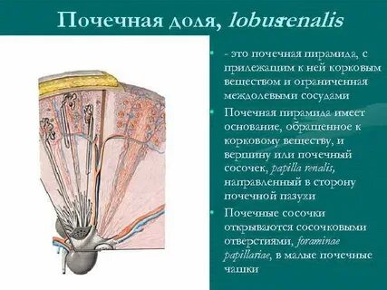 В корковом слое почки находится