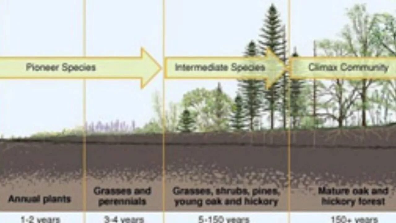 Последовательность этапов сукцессии. Первичная сукцессия и вторичная сукцессия. Первичная сукцессия озера. Вторичная сукцессия схема. Смена сообществ сукцессии.