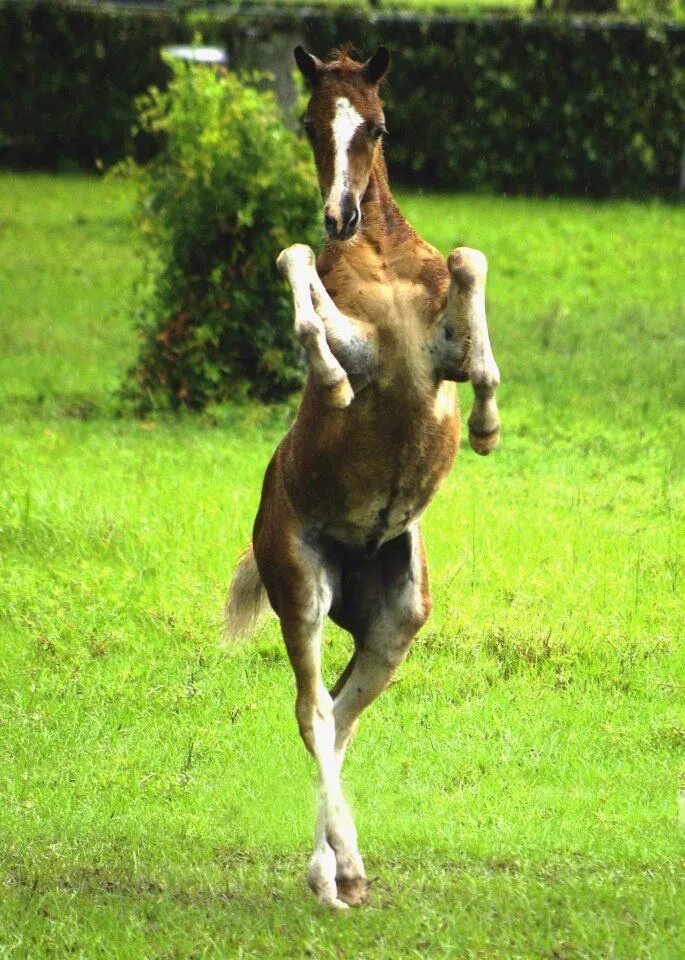 Dancing horses. Танец с лошадкой. Танцующие лошади. Случка породистых лошадей. Маленькие прикольные жеребята.