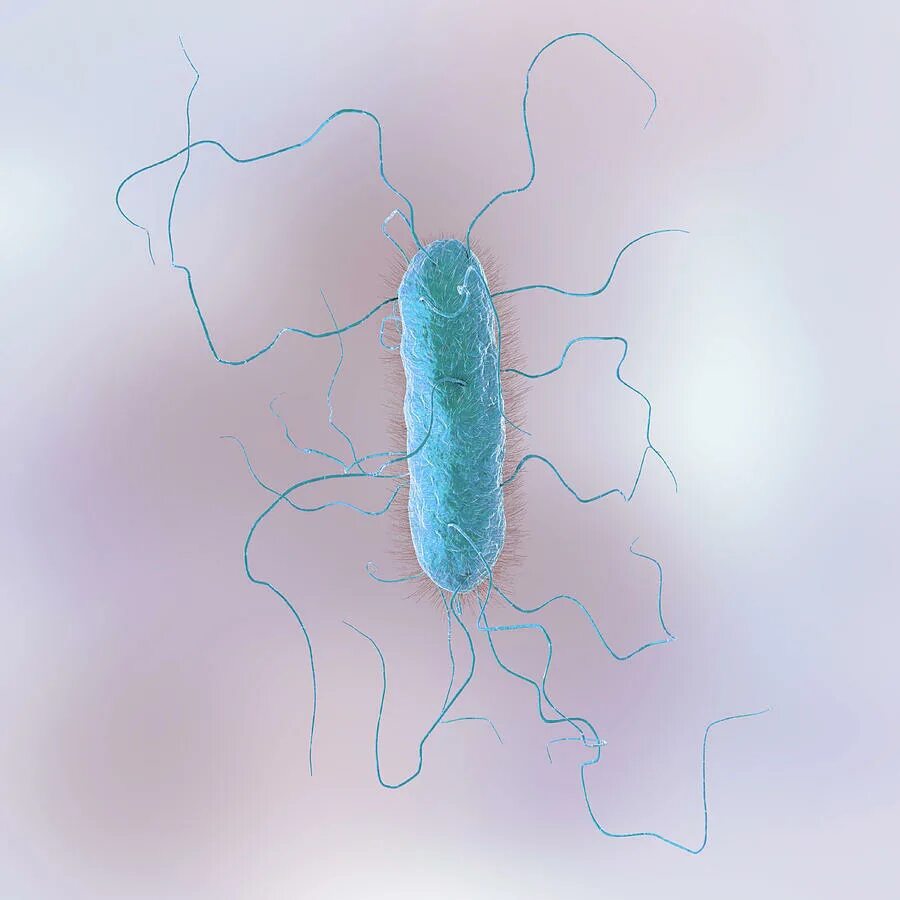 протей микроб