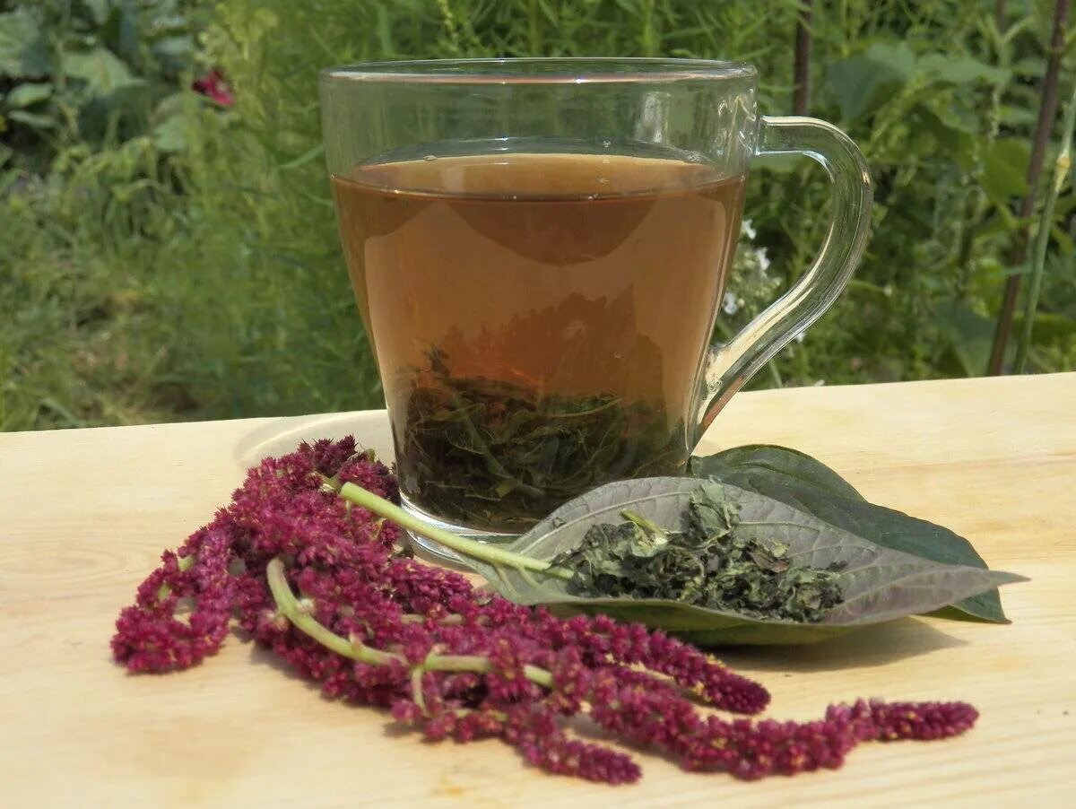 Польза чая для печени. Амарант чай. Цветок амаранта чай. Амарантовый чай от "Амарант Сибири".. Амарант растение для чая.