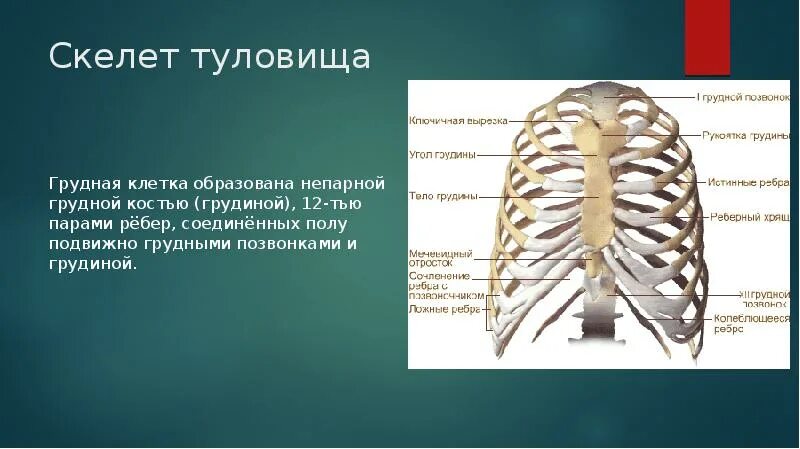 Выберите три правильных ответа грудную клетку образуют