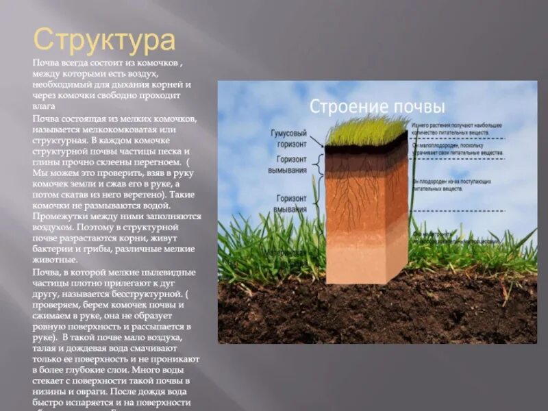 2 строение почвы. Строение почвы. почва строение почвы. структура почвы. состав и строение почвы.