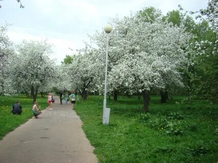Яблоня аллея