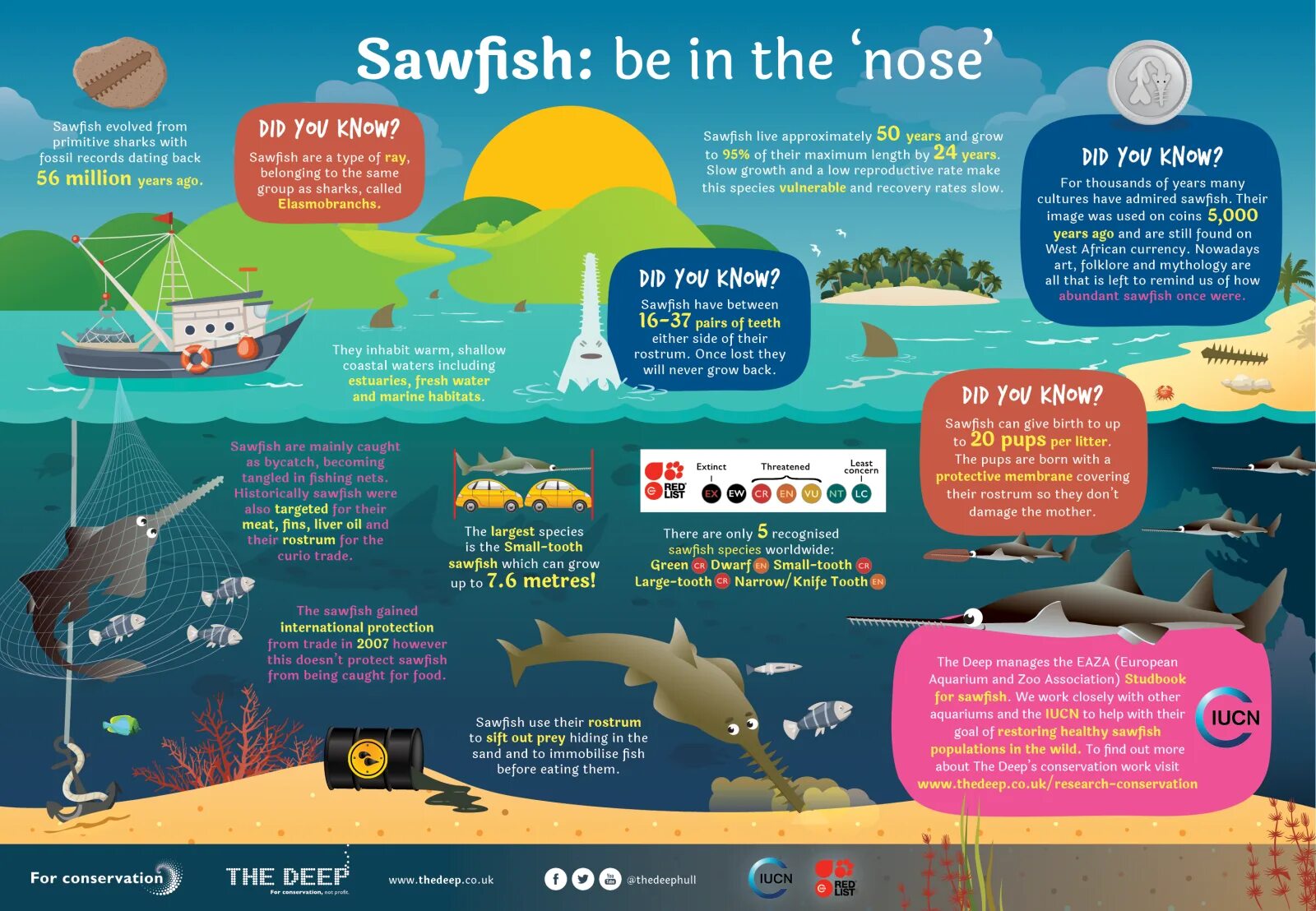 How many is the fish. How many fish или how much fish. species of fishes группа. what is fish doing.