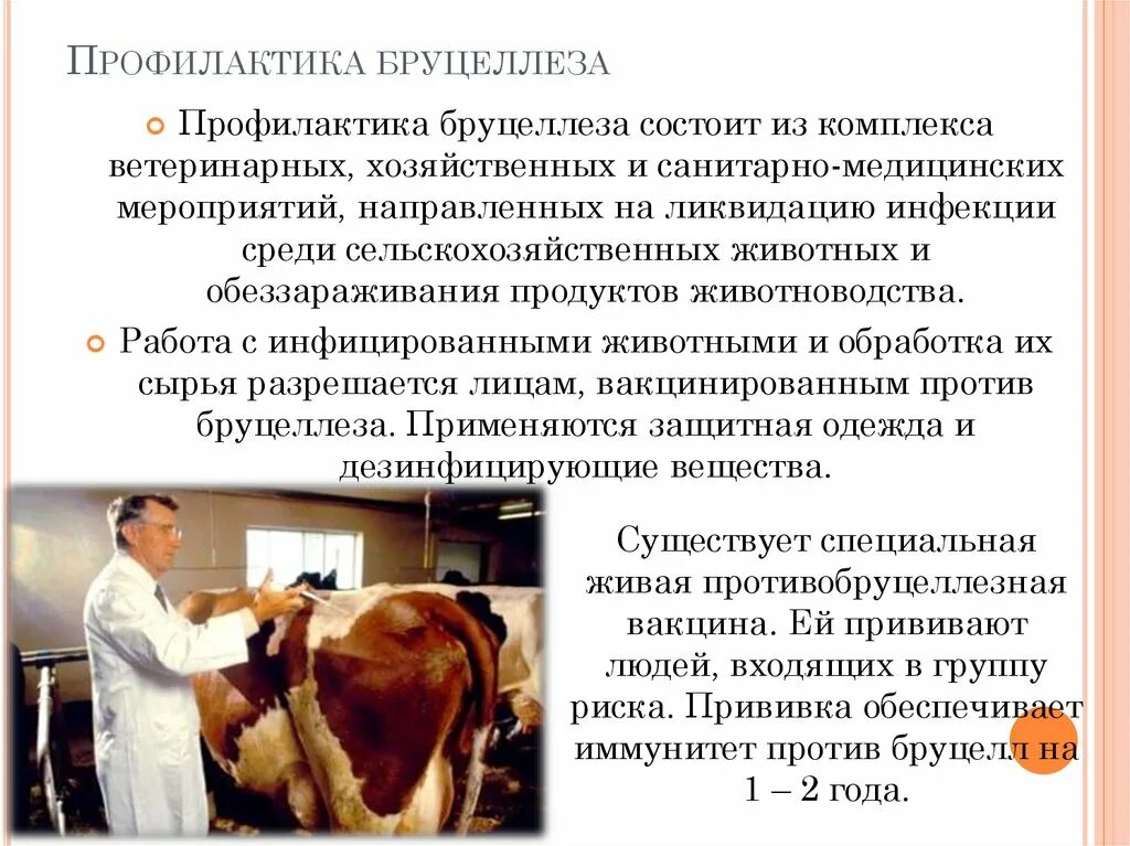 Что за болезнь бруцеллез у человека симптомы. Бруцеллез крупного рогатого скота симптомы. Бруцеллез крупного рогатого скота клиническая картина. Подострый бруцеллез. Профилактика заболевания бруцеллез.