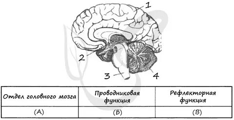 Проводниковая функция характерна для отдела головного мозга