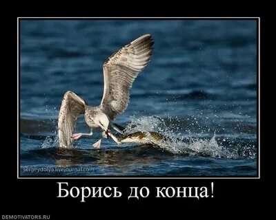 Помоги жизнями борись