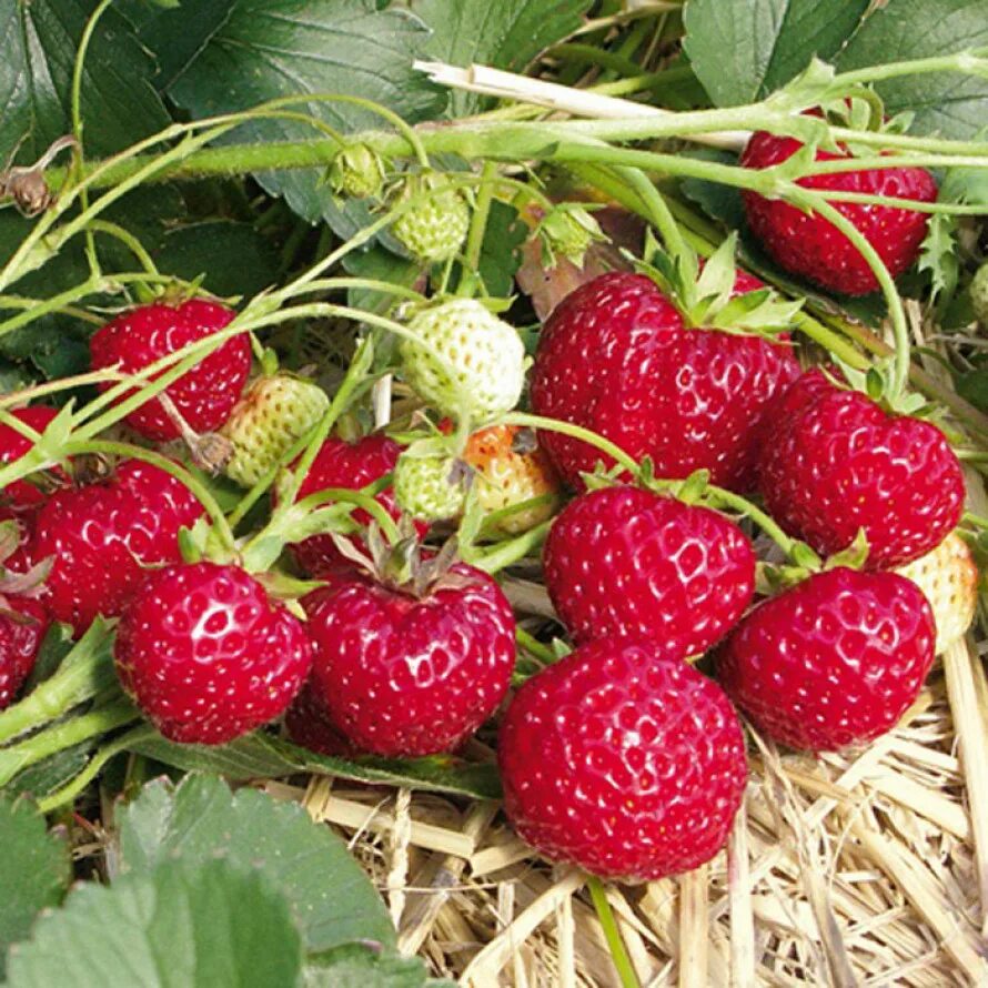 Мице шиндлер клубника фото описание. Земляника мице шиндлер. земляника садовая фрау майз шиндлер. сорт клубники шиндлер. земляника (сорт мице шиндлер.