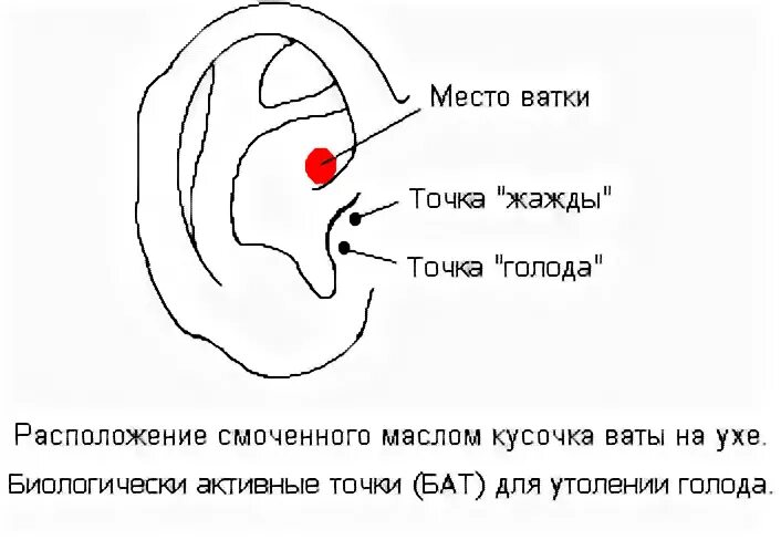 Укол точка голода отзывы. Акупунктурные точки для снижения веса. Акупунктурные точки на ухе для снижения веса. Акупунктурные точки уха для похудения. Акупунктурные точки на ушах для похудения.