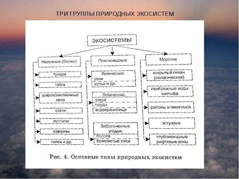 Три группы экосистемы