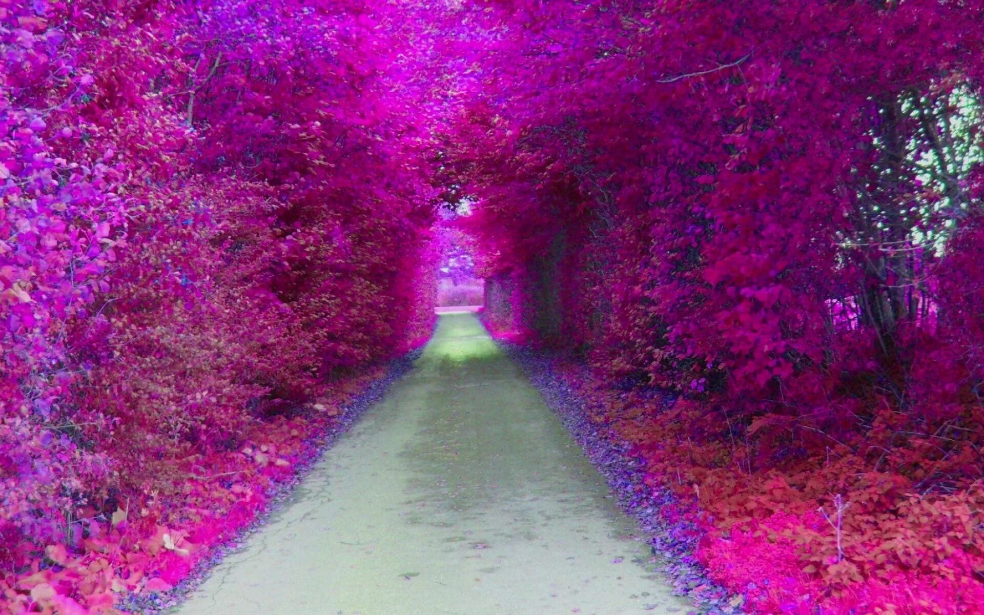 Purple ground