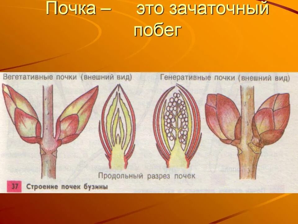 Морфология почек растений. Почка это зачаточный побег биология 6. Вегетативная почка тополя. Почка это зачаточный побег.