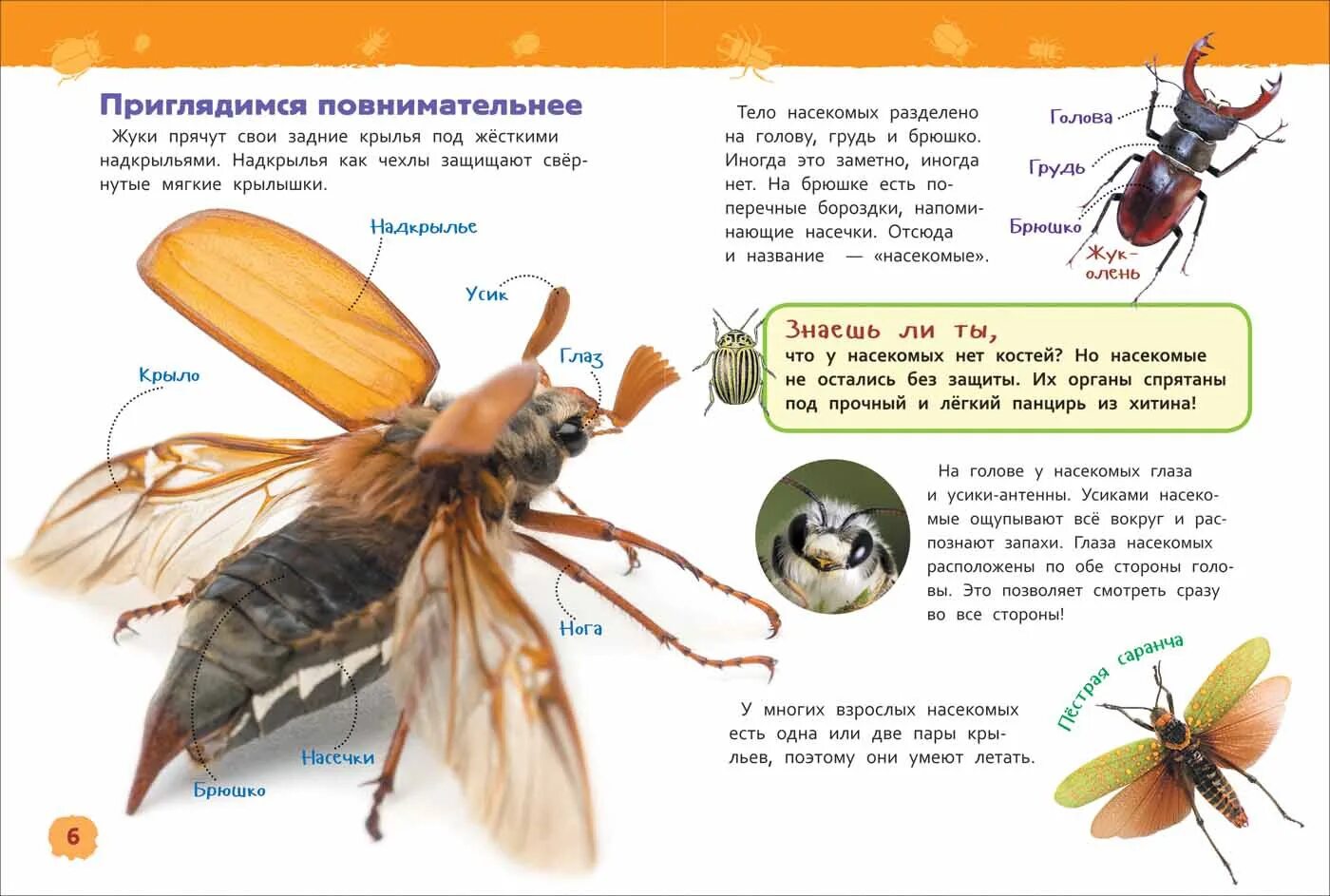 Энциклопедия для детского сада «насекомые» Росмэн. Насекомые Клюшник л. Росмэн. Энциклопедия для детского сада: насекомые (Клюшник л.в.), Росмэн. Книга энциклопедия для детского сада Росмэн насекомые. Текст про насекомых