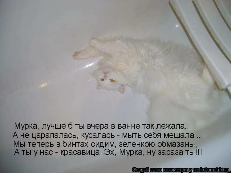 Сколько можно мыть кота. Как помыть кота. как помыть кота который боится. как правильно мыть кошку. как искупать кота который боится воды и царапается.