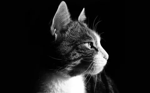 Обои котики черно белые