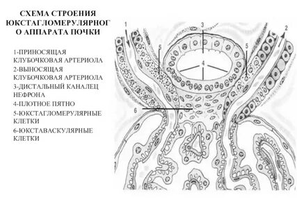Плотное пятно