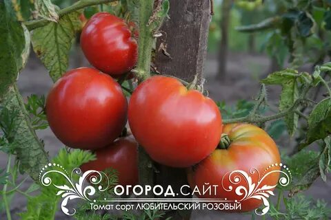 Томат львиное