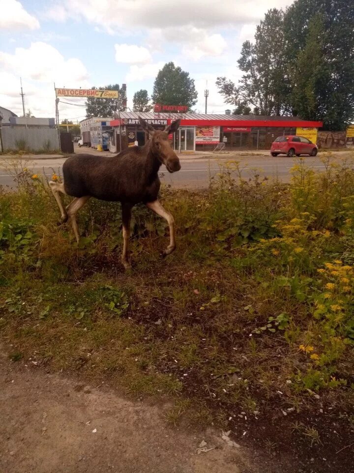 Нижний Новгород Лось в городе. Царское село Лось.