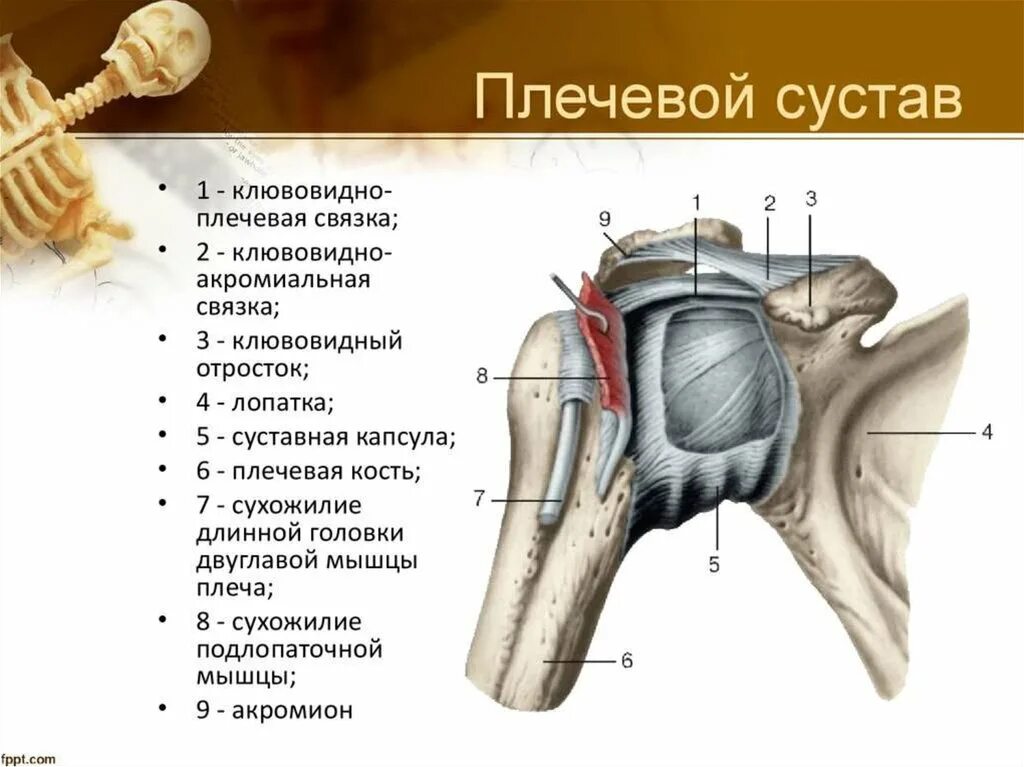 Анатомия плечевого сустава. Суставная капсула плечевой кости. Плечевой сустав анатомия строение кости. Связочный аппарат плечевого сустава. Связки плечевого сустава анатомия.