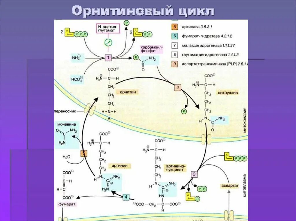 Схема синтеза мочевины орнитиновый цикл. Цикл Кребса и орнитиновый цикл. Схема орнитинового цикла мочевинообразования. Орнитиновый цикл Кребса-Гензелейта – Биосинтез мочевины. Орнитиновый цикл реакции