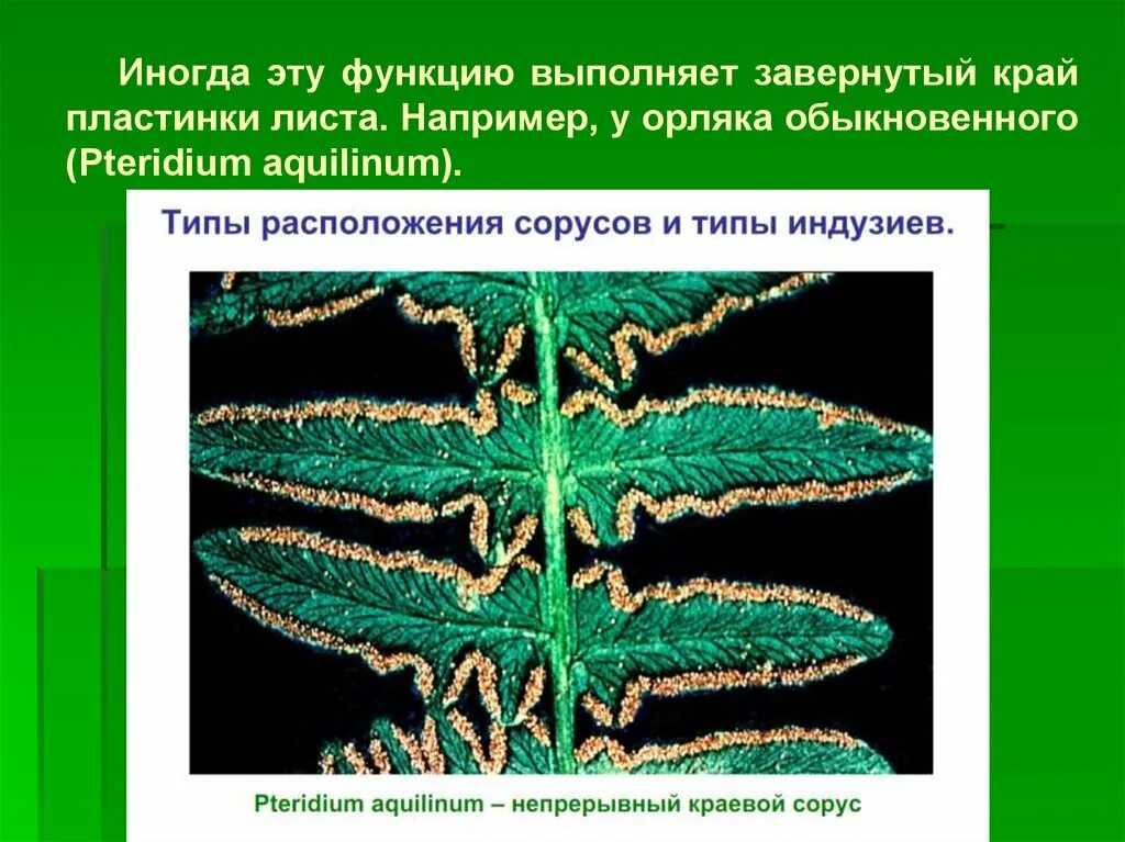 Строение соруса папоротника. Папоротник орляк строение. Орляк обыкновенный строение. Папоротник орляк обыкновенный сорусы.