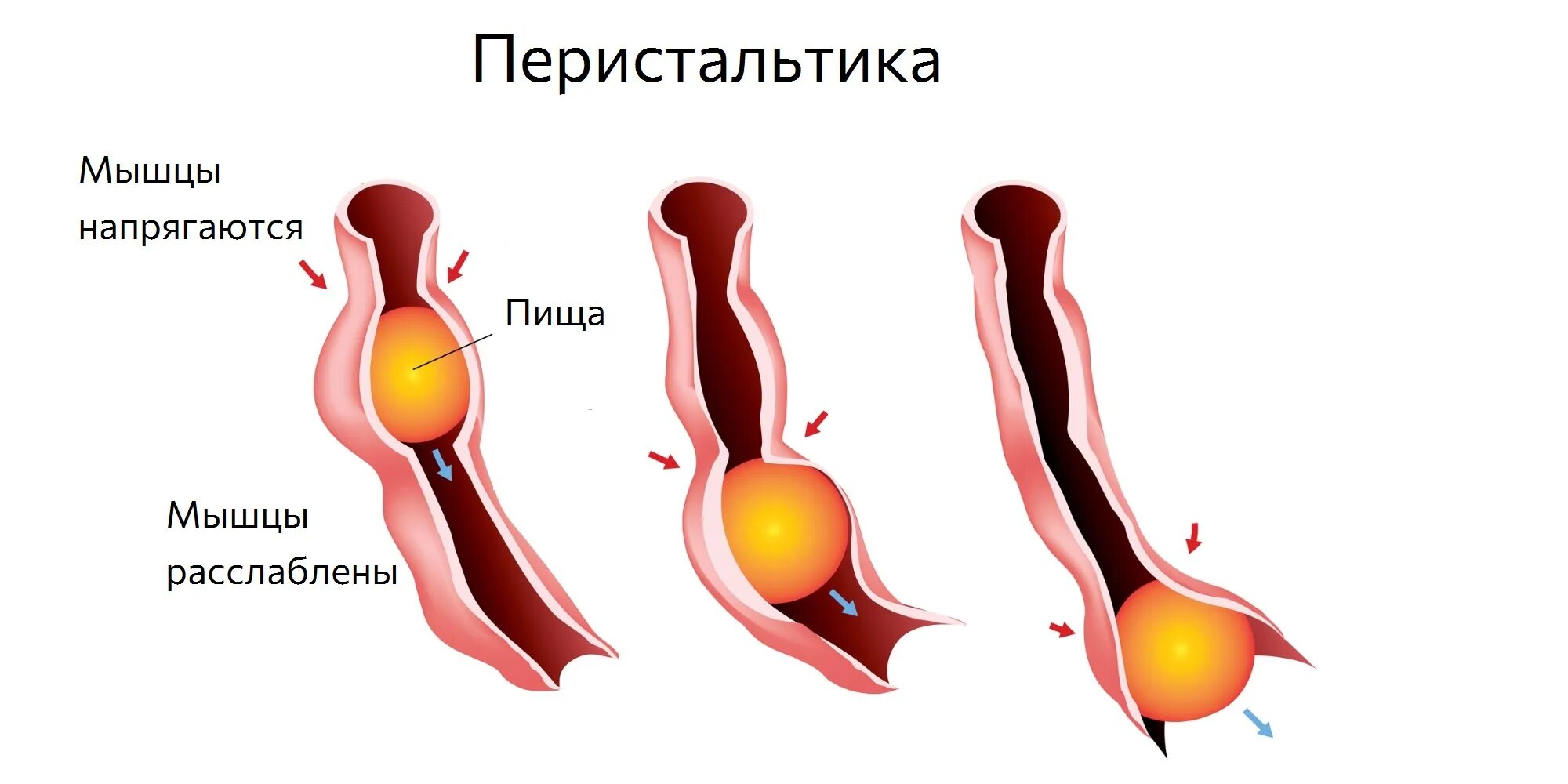 Продвижение пищи по пищеводу. Перистальтика. Движение пищи по пищеводу.