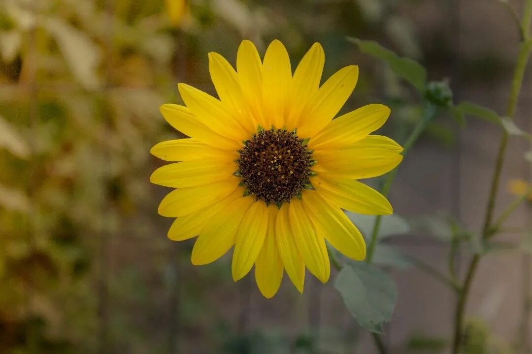 Que hacer cuando se seca la flor del girasol