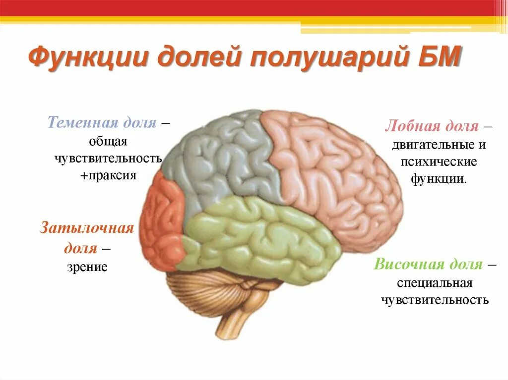 Центры в теменной доле. Функции теменной доли головного мозга. Функция теменных и височных долей головного мозга. Функция лобной доли головного мозга 8 класс.