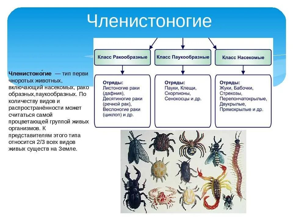 Членистоногие какой тип. Общая характеристика членистоногих схема. Биология 7 класс насекомые паукообразные. Представители членистоногих 7 класс биология. Представители ракообразных паукообразных и насекомых.