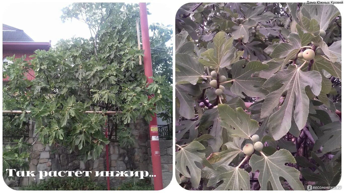 Как заваривать листья инжира