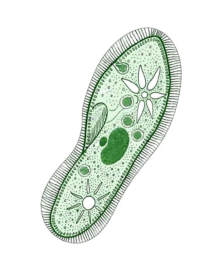 Инфузория туфелька. Клетка инфузории. Инфузория-туфелька это бактерия. Клетка инфузории туфельки.