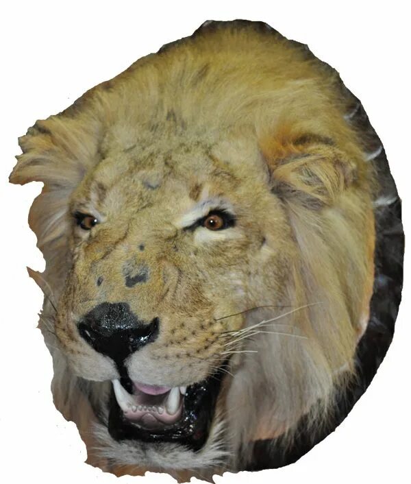 Чучело головы льва бдо. Чучело головы льва бдо. Блэк десерт ездовые питомцы. Чучело головы льва бдо. Чучело головы льва бдо.