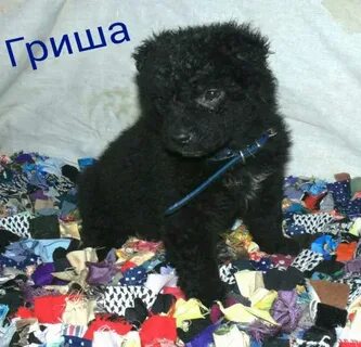 Отдам животных в добрые