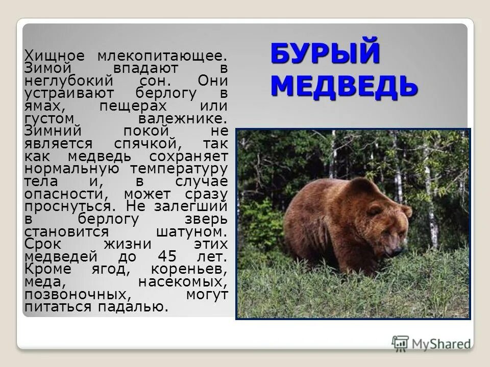 Млекопитающие россии. Медведь хищное млекопитающее. Хищные млекопитающие животные медведи. Сибирский бурый медведь. Камчатский бурый медведь.
