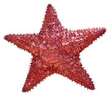 Fishing stars