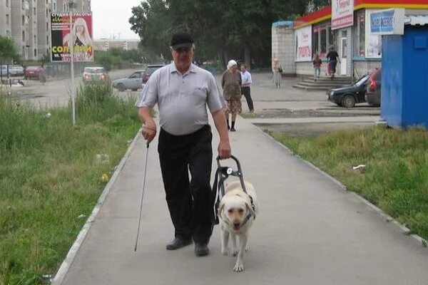 Слепой человек поводырь. Собака для слепых. Собака поводырь. Слепой с поводырем. Собака ведет слепого.