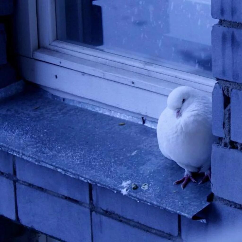 Голуби сели на подоконник. Голубь на подоконнике. Голубь за окном. Белый голубь на подоконнике. Голубь прилетел на подоконник.