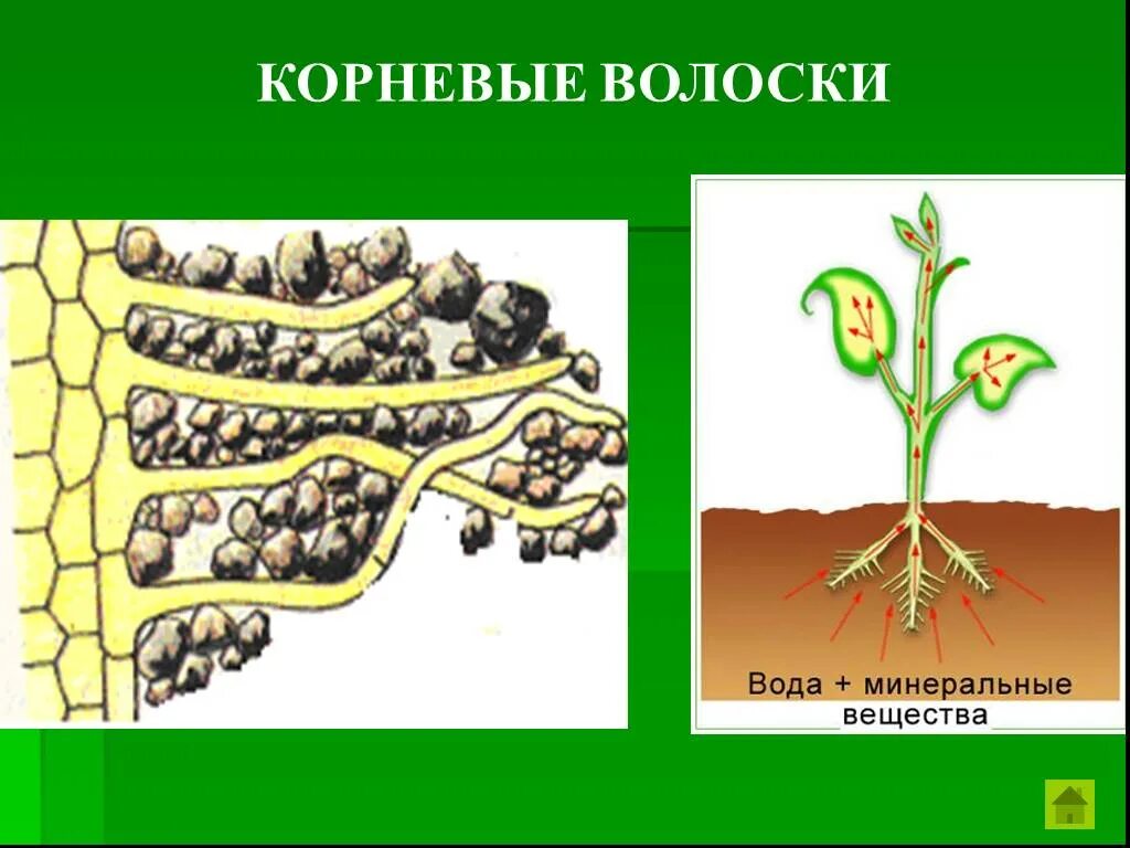 Корневые волоски. Корневые волоски у растений. Питание растений. Поглощение воды корневыми волосками.