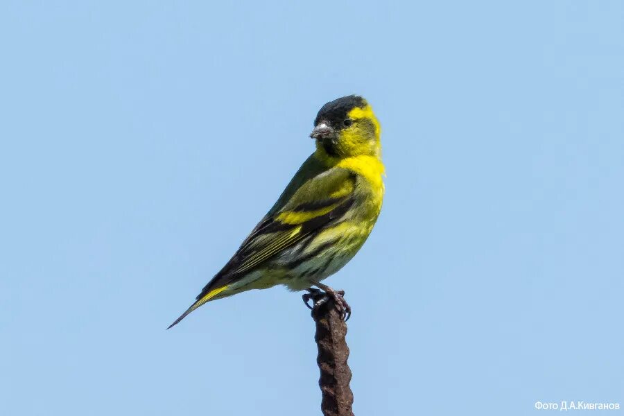 Авито певчие птицы. Обыкновенная зеленушка. Авито певчие птицы. Чиж зимующая птица. Белобородый щегол.