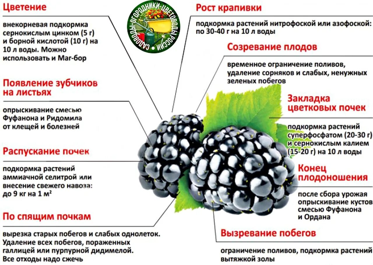 Схема подкормки ежевики. Ежевика схема подкормки ежевики. График удобрения малины. Схема подкормки малины.