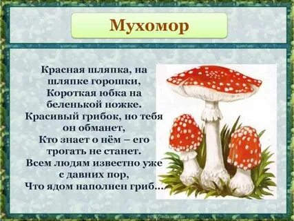 Сообщение про грибы 2 класс литературное чтение