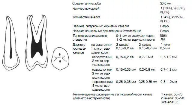 Тип зуба 5. Топография корневых каналов 26 зуба. Каналы 46 зуба анатомия корневые. Количество корневых каналов в 36 зубе. Длина каналов зуба 4.6.