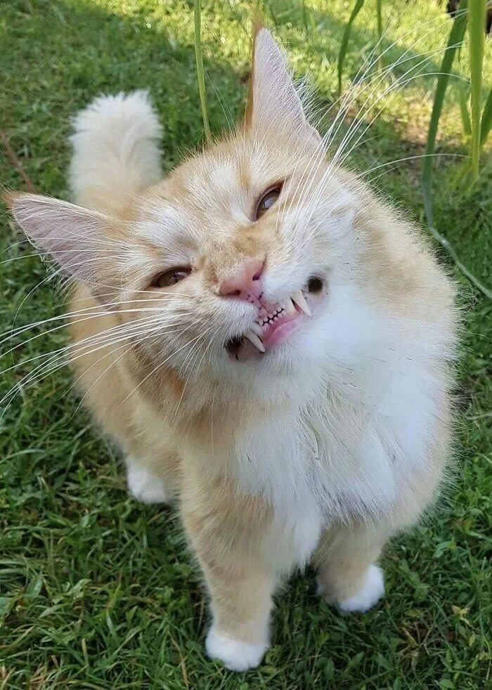 Очень смешной котенок. Очень смешной котенок