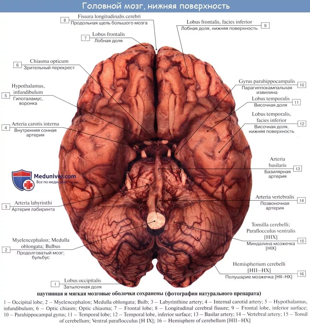 Нижняя поверхность полушарий большого мозга. Нижняя поверхность головного мозга анатомия. Вид головного мозга с базальной поверхности. Мозг снизу латынь. Мозг снизу